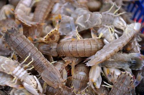 皮皮虾大爆料怎么做视频,揭秘视频制作全攻略